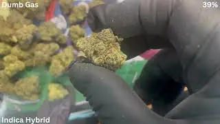 Dumb Gas - AAAA Grade - High Potency THCA Flower