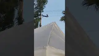 What the crows doin?