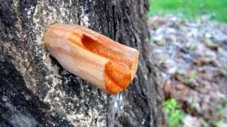 Tapping A Maple Tree