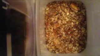 Dermestids: Attagenus unicolor Time-Lapse #5