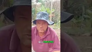 Olha esse chuchu #cleidelifestyle #vidanaro&ccedil;a #colheita #vidarural #plantas #fazenda #agro