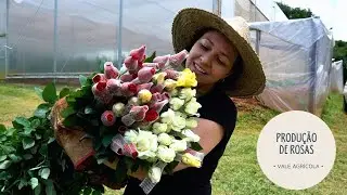 Agricultora que começou do zero produz até 50 dúzias de rosas por dia!