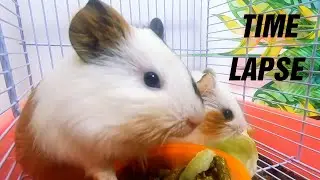 Hamster Life Timelapse - Hamster Funny Moments 2020 Video