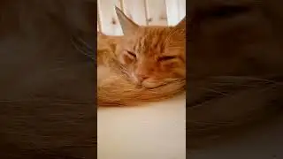 Милашка😘💓 Музыка Автора @simb