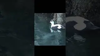 eider duck feeding in troms&oslash;  in norway