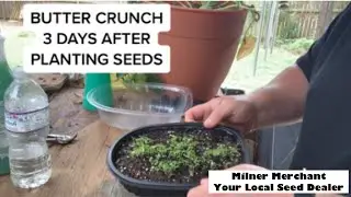 Took only 3 days for the seeds to sprout.
