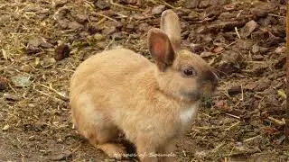 Cri du lapin - le clapissement