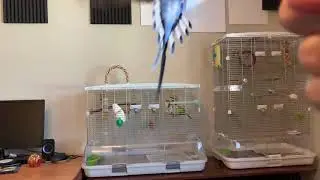 Budgies (Kiwi and Pixel) flying in slow motion