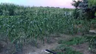 Organic Backyard Garden Tour: Dover, Delaware