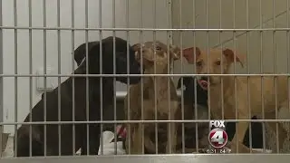 Southwest Florida shelters pull off large scale pet rescue for Louisana