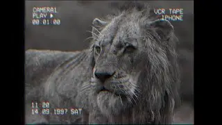 The Professor & the Lion - a Lion King Analog Horror