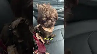 Te Psy Są Dosłownie Wszędzie🐶