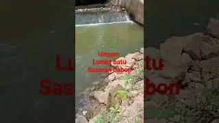 LUMUT KASAR/LUMUT BATU KESUKAAN BABON NILA #mancingliar #lumutkasar #babon #nila #yutubeshorts