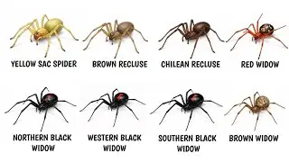 The Most VENOMOUS SPIDERS in the US Explained