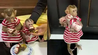 Mama Monkey Feeding Baby 🥰🍈 | Sweet & Adorable Monkey Family Moments