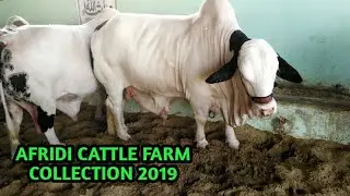 Afridi Cattle Farm Collection 2019 | Cattle Farm Karachi