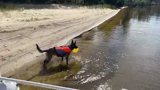 Luna's big first day of swimming in the Neuse River