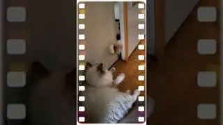 Feisty Feline Face-Off through a Sliver of Open Door