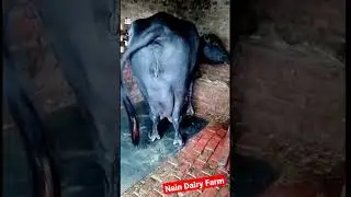 👍Biggest Udder 💥Murrah Buffalo 🏅Daughter of PC 461 👌With Extra Quality #viralshorts #shorts #viral