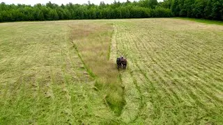 AMAZING VIEWS of Draft Horses Mowing Hay!! // Farming with Draft Horses #508