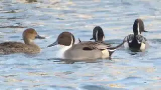 Flock of Northern Pintails (Anas acuta) males are doing the display calls in Ueno Park, Tokyo, Japan
