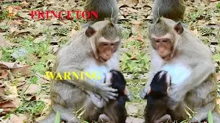 BAD MOM PRINCESS DID STRANGE TODAY FIGHTING TO HER BABY PRINCETON VERY HARD WEANING MILK |