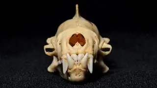 Naked Bulldog Bat ~ Singapore