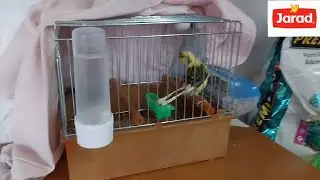  CUIDADO!!! POLLOS ADELANTADOS, BUENO O MALO? 🤔TIMBRADO ESPAÑOL ORIGINAL 