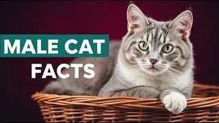 12 удивительных фактов о котах, о которых вы не знали!