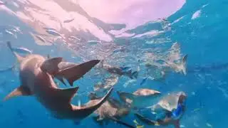 Nurseshark excursion @ Constance Moofushi, 25 August 2025