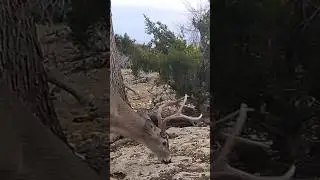 Huge crab claw cull buck