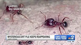 Big-headed ants invading Cape Coral home