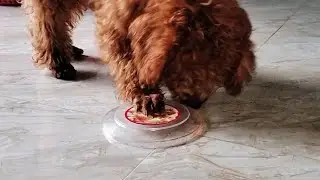 Poodle's life | Y&ecirc;u lu | Giấu đồ ăn dưới nắp troll ch&oacute; poodle