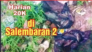 Mancing Nila Babon di Salembaran 2