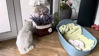 Mom cat voice when she protect her newborn kittens