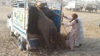 buni buffalo unloading