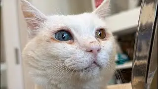 ウチューネコチャンズ一年ありがとうライブ