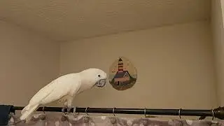 Разговор попугая какаду в душе 🚿