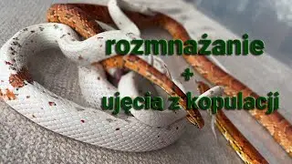 Rozmnażanie węży właściwych - jak to wygląda w praktyce