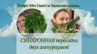 🪴СИНХРОННАЯ пересадка/деление🪴  двух антуриумов 😉
