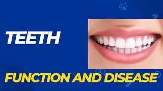 Teeth function and disease | general science