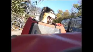 Dog in bike trailer driving through Munich