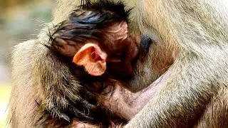 FINDING MILK...NEWLY BORN BABY MONKEY