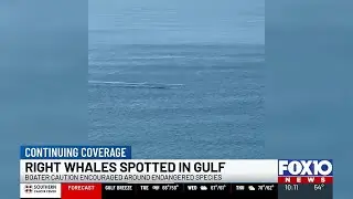 Experts urge caution after endangered whales spotted off Gulf Coast