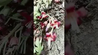 Beautiful Averrhoa Bilimbi Flower #kamias #flowers