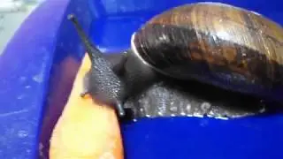 Helicophanta Ibaroensis