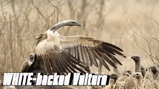 The white-backed vulture (Gyps africanus) is an Old World vulture in the family Accipitridae