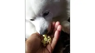 Do Dog loves popcorn?? #youtubeshorts