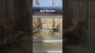 que bonitos los mapaches