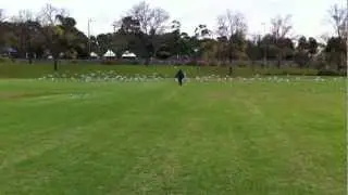 One afternoon I was chasing galahs